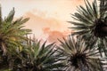 Palm trees at Vai Beach on the Crete island. Greece.  Bottom view Royalty Free Stock Photo