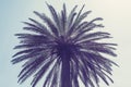 Palm trees at Vai Beach on the Crete island. Greece.  Bottom view. Royalty Free Stock Photo