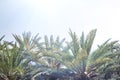 Palm trees at Vai Beach on the Crete island. Greece.  Bottom view. Royalty Free Stock Photo