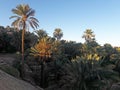 palm trees valley in Morocco Royalty Free Stock Photo