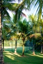 Palm trees of various sizes in a park on sunny day in Rio de Janeiro. Shadows in the foreground, and a deep blue sky. Rio de Janei