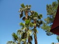 Palm trees Vegas sky Henderson palm trees