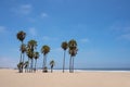 Palm trees on venice beach Los Angeles California Royalty Free Stock Photo