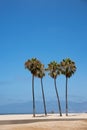 Palm trees on Venice beach Los Angeles California Royalty Free Stock Photo