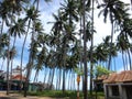Palm trees in Vietnam seaside