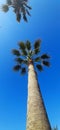 Palm trees view. Isand Crete Royalty Free Stock Photo