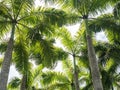 Palm trees viewed from below Royalty Free Stock Photo