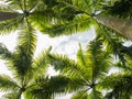 Palm trees viewed from below Royalty Free Stock Photo