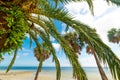 Palm trees in Vinoy Park shore Royalty Free Stock Photo