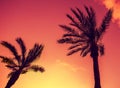 Palm trees Royalty Free Stock Photo