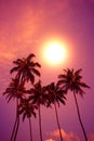 Palm trees at vivid beach sunset with colorful sky and shining sun circle Royalty Free Stock Photo