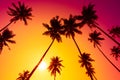 Palm trees at vivid tropical sunset