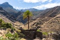 Palm trees in a volcano canyon in Gran Canaria island Royalty Free Stock Photo