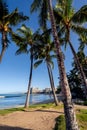 Palm Trees on Waikiki Beach Hawaii Royalty Free Stock Photo