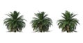 Palm trees on a white background