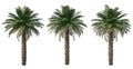 Palm trees on a white background