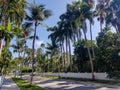 Palm trees on Emma St. in the Truman Annex at Key West, Florida.