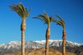 Palm trees and whitecap mountains