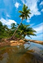 Palm trees on a wild and inaccessible beach in Thailand. Palm trees bent over the water. Palm trees on the seashore Royalty Free Stock Photo