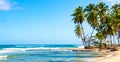 Palm trees on the wild tropical beach in Dominican Republic. Vacation travel background. Banner format Royalty Free Stock Photo