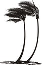 Palm trees in the wind Royalty Free Stock Photo