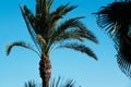 Palm trees on the wind against a blue sky on the summer beach, coconut tree, tropical plant. Royalty Free Stock Photo