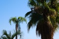 Palm trees on the wind against a blue sky, tropical palms background. Royalty Free Stock Photo