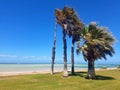 Palm Trees in Wind