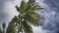 Palm trees in the wind. Lush green leaves are fluttering Royalty Free Stock Photo