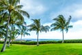 Palm trees in the wind under cloudy sky at the ocean Royalty Free Stock Photo