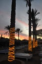 Palm trees wrapped in a light in the evening under the setting sun in Egypt Royalty Free Stock Photo