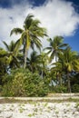 Palm trees on Zanzibar island