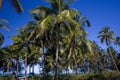 Palm trees on Zanzibar island