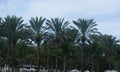Palm treesgarden in Gran Canaria Royalty Free Stock Photo
