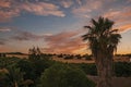 Palm treetops and multicolored sky in a farm