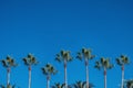 Palm trees over blue sky. Tropical beach background Royalty Free Stock Photo