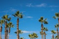 Palm trees over blue sky. Tropical beach background Royalty Free Stock Photo