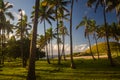 Palm tress at Anakena beach in Easter Island