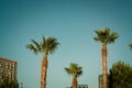 Palm tress in Batumi city.