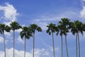 Only palm trees with blue sky background Royalty Free Stock Photo