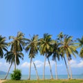 Palm tress on ocean beach with blue sky