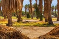 Palm trees plantation at Furnace Creek, Death Valley, California, USA Royalty Free Stock Photo