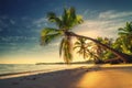 Tropical beach in Punta Cana, Dominican Republic. Palm trees on sandy island in the ocean.