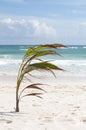 Palm and tropical beach Royalty Free Stock Photo