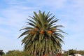 Palm tree blossom close-up