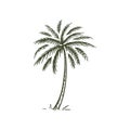 Palm tropical tree hand drawn sketch vector2