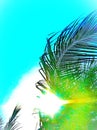 Palm Tropics Abstraction