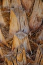 Palm trunk Royalty Free Stock Photo