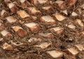 Palm trunk background Royalty Free Stock Photo