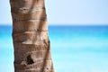Palm trunk and a beautiful beach Royalty Free Stock Photo